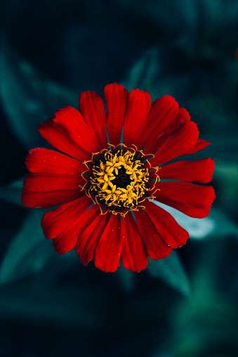 Red Chrysanthemum flowers. Flowering chrysanthemums in autumn garden. Blossoming a beautiful red chrysanthemums. Drop of dew on the petals. Beautiful transparent drops of dew or rain on flowers