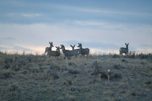 istock Deer herd on hilltop at sunset alert to intrusion on left 1311316993