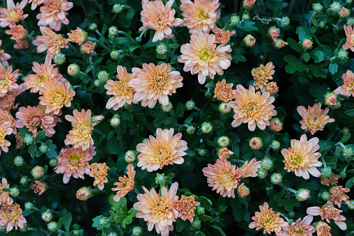 Chrysanthemum flowers