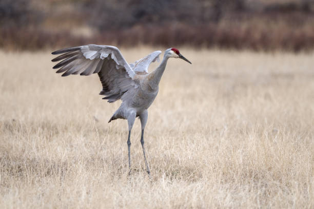 istock Sandhill crane male doing mating dance 1311317233