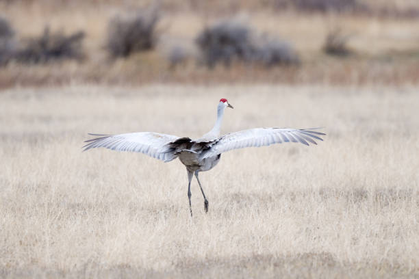 istock Sandhill crane male doing mating dance 1311317425