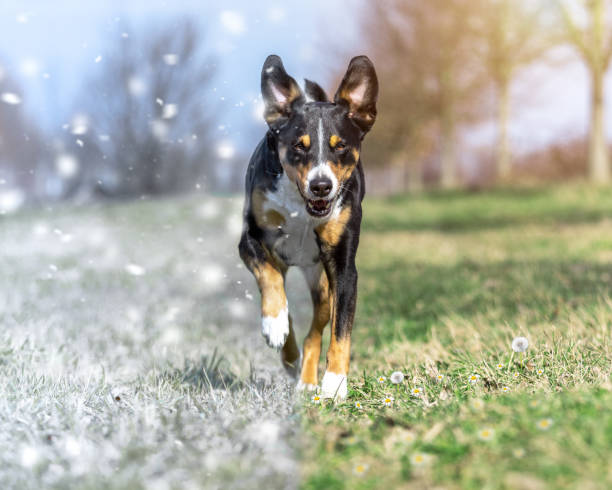 istock Two seasons on one photo manipulation. Running Dog 1311319558