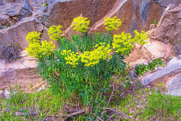 Bright yellow flowers of Mediterranean spurge ( Euphorbia characias )  among stones Bright yellow flowers of Mediterranean spurge ( Euphorbia characias )  against stones. Dinaric Alps, Montenegro euphorbia characias stock pictures, royalty-free photos & images