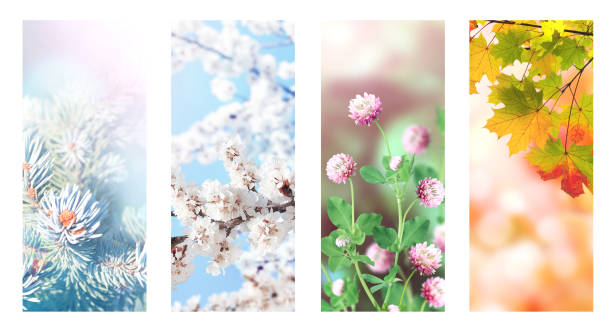 istock Four seasons of year 1311319728