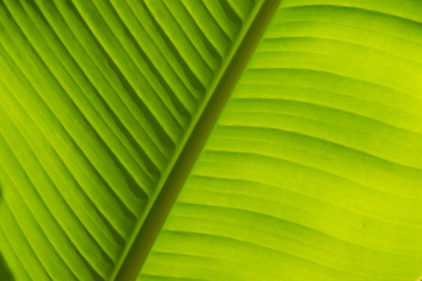 istock Close-up photo of a leaf 1311320067