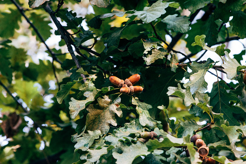 Ripe acorns on oak tree branch. Fall blurred background with oak nuts and leaves.