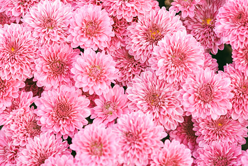 natural flower background.  flowers of white and pink chrysanthemums close-up