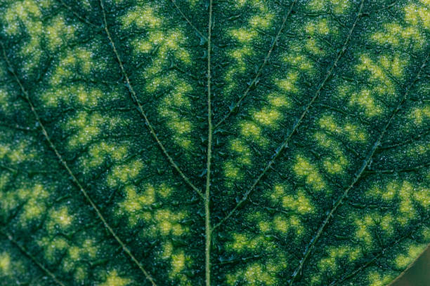 Free Stock Photo of Detailed view of green leaves with vein patterns ...