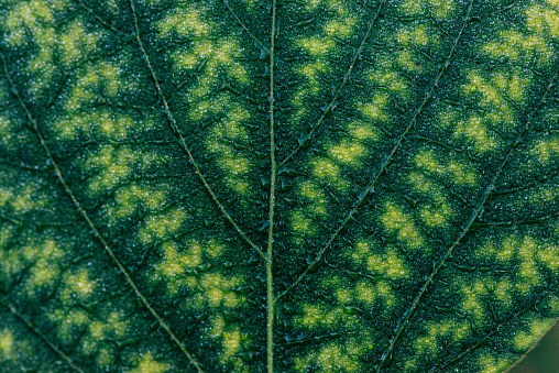 View of textured Ficus lyrata leaf shot in close-up. Leaf veins seen under sunlight.