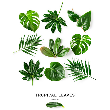 Tropical jungle monstera, orchid, palm, aralia and flamingo green leaves creative pattern and collection isolated on white background. Floral design element. Environment concept, flat lay