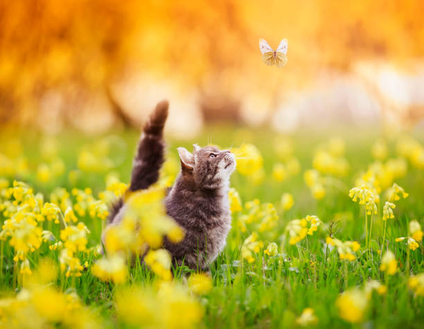 istock cute striped kitten walking through a summer sunny meadow and looking at a white butterfly flying by 1311323965