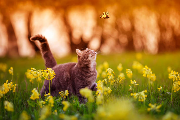 istock cute striped kitten walking through a summer sunny meadow and looking at a white butterfly flying by 1311323984
