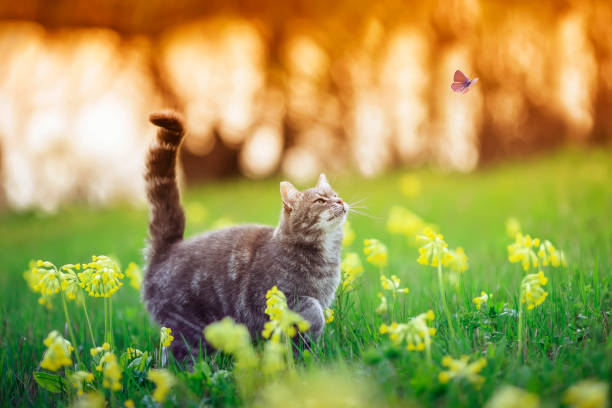 istock cute striped kitten walking through a summer sunny meadow and looking at a white butterfly flying by 1311324001