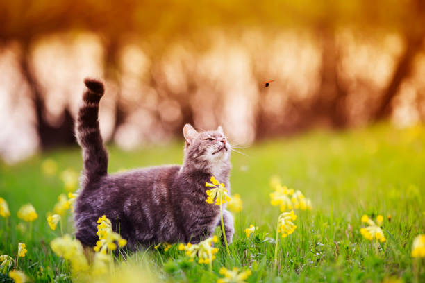 istock cute tabby kitten walks through a summer sunny meadow and looks at a flying ladybug 1311324019
