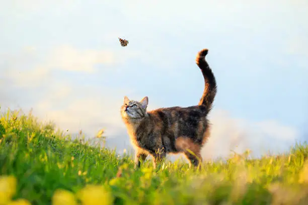 Photo of cute striped kitten walking through a summer sunny meadow and looking at a white butterfly flying by