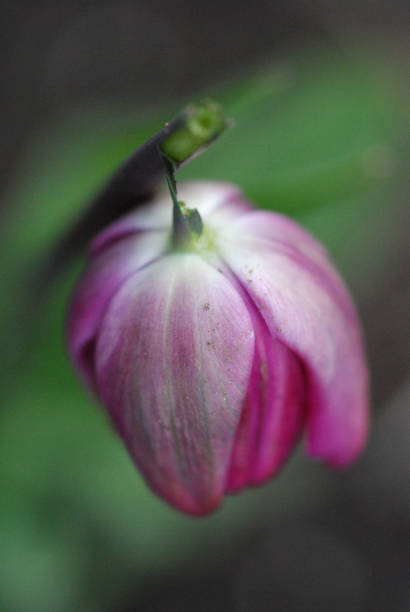 Spring Beauty Flayed  - Tulip Close-up on a tulip with a broken head.  Floral macro.  Macro nature.  Spring macro photography of a fuchsia tulip. flayed stock pictures, royalty-free photos & images