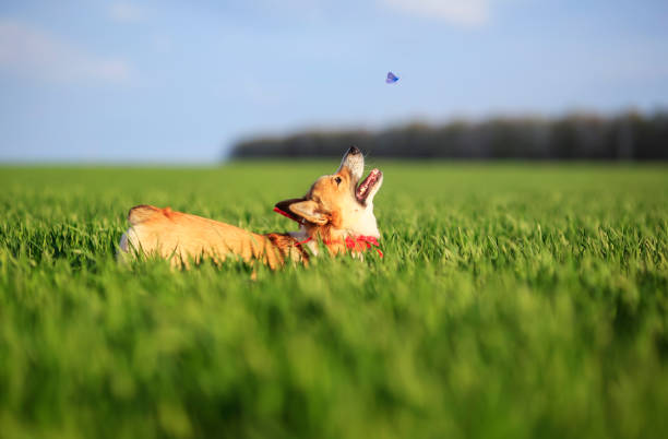 子犬コーギー犬は青い飛ぶ蝶を追いかける緑の牧草地を楽しく走ります - merrily ストックフォトと画像
