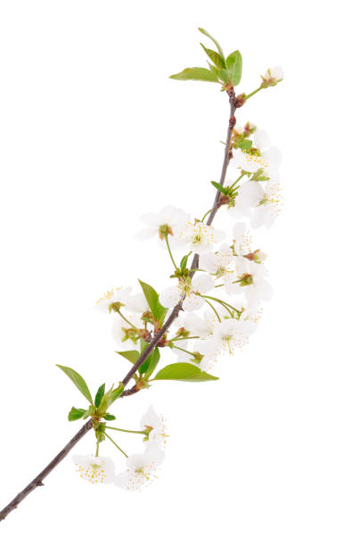 istock Flowering branch of cherry. 1311326729