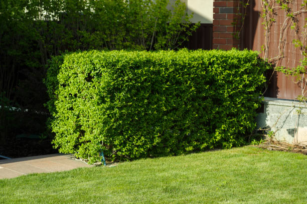 istock evergreen bushes house 1311326961