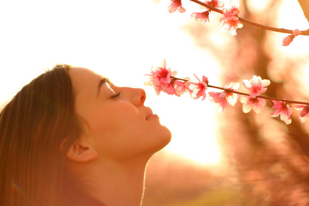 profil d’une femme sentant des fleurs au printemps au coucher du soleil - smelling photos et images de collection