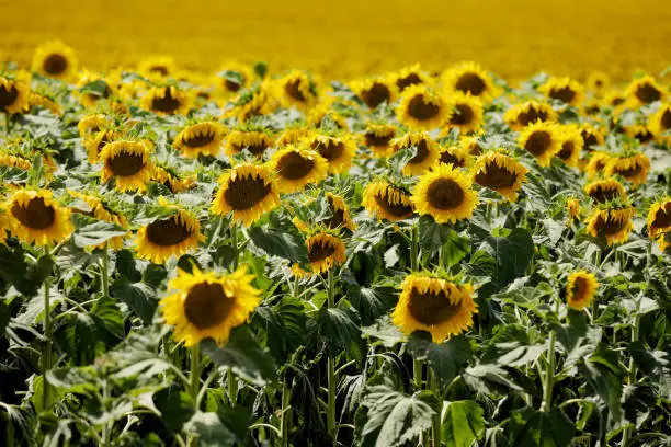 Sunflower natural background. Sunflower blooming. Sunflower field england worcestershire pershore summer