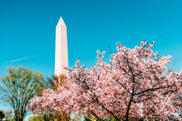 istock Pink Cherry Blossoms in Washington DC 1311328888