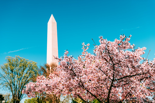 Cherry blossom in Washington DC