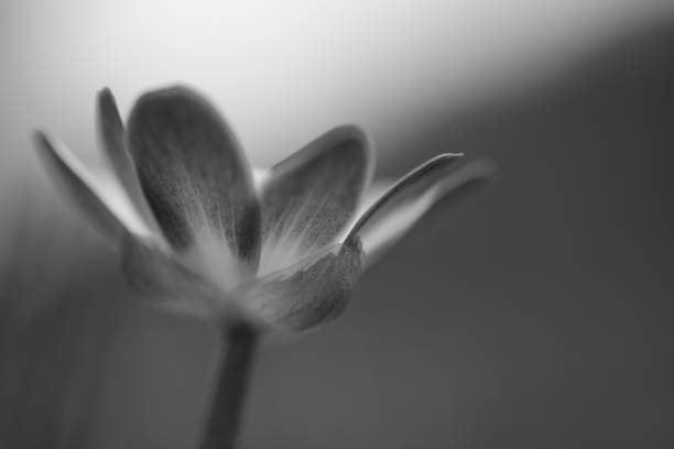 istock Focus on a single celandine in monochrome 1311329301