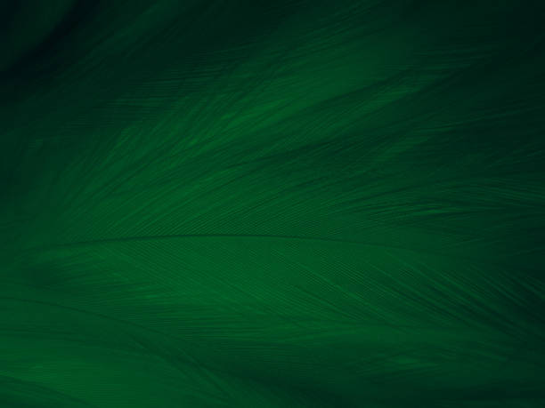 istock Beautiful abstract green feathers on white background, yellow feather texture on dark pattern,  green background, feather wallpaper, love theme, valentines day, green gradient texture 1311329476