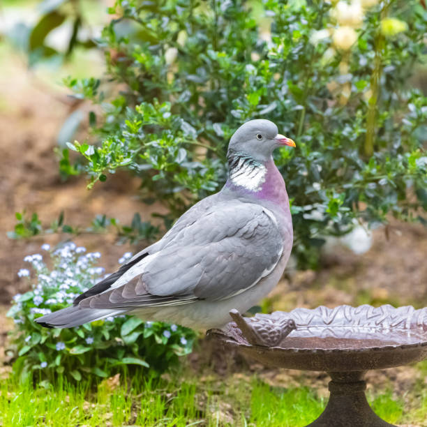istock Wood pigeon, turtledove 1311330332