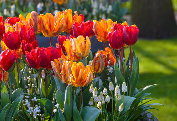 410+ Parade Tulip Photos Stock Photos, Pictures & Royalty-Free Images ...