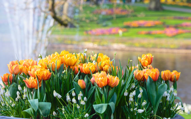istock Beautiful red-yellow tulips close-up. 1311331439