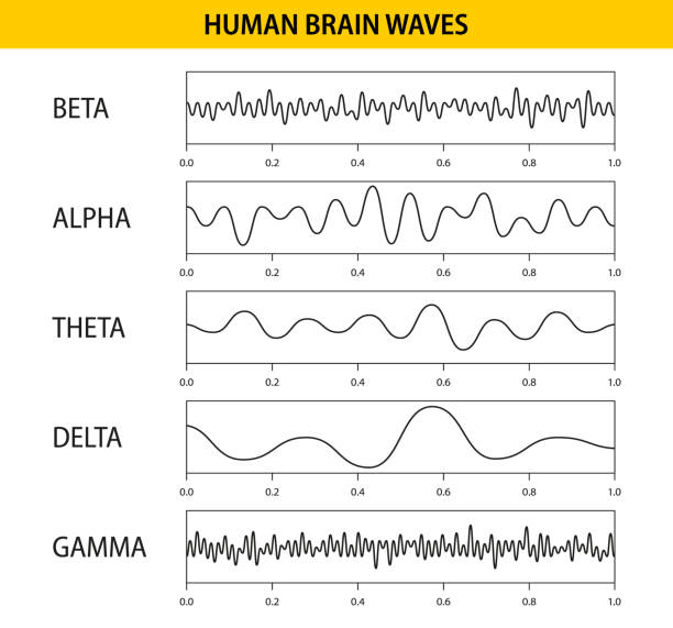 illustrazioni stock, clip art, cartoni animati e icone di tendenza di onde cerebrali beta, alfa, theta, delta, gamma. set di oscillazioni delle onde cerebrali. ritmo umano, tipi, ampiezza delle onde mentali. illustrazione vettoriale - eeg