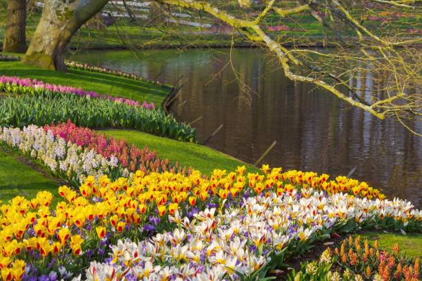 istock Spring tulips and varicolored hyacinths near pond. 1311331699