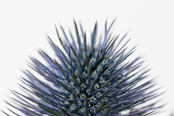 Top view of sea holly or blue eringo plant