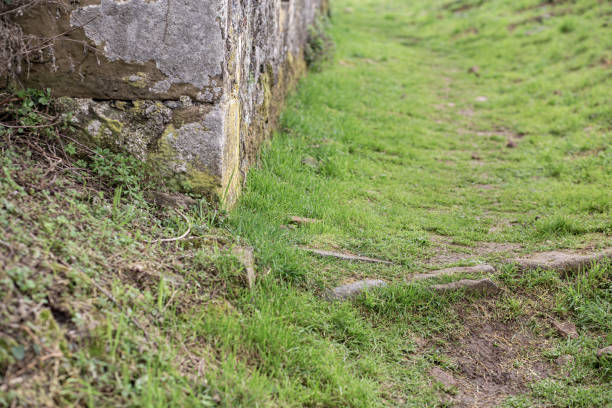 Green grass moss on a rural walk pathway ground next to a rock corner