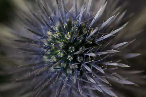 High angle macro view of a single prickly blue thistle (sea holly) with shallow DOF