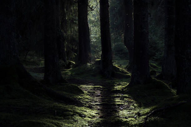 istock Light beam in dark forest landscape. Wildlife forest landscape 1311332805