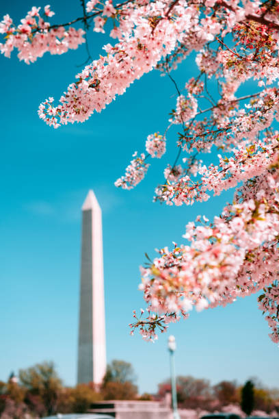 Close up photo of Pink Cherry Blossoms in Washington DC with Washington Memorial on the background