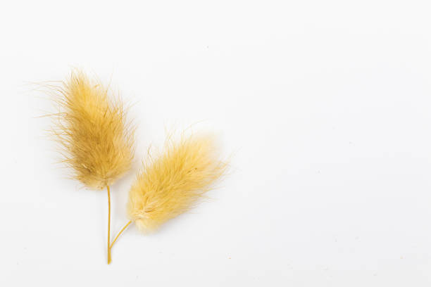 Dried lagurus on a white background flat lay floral composition with copy space photo
