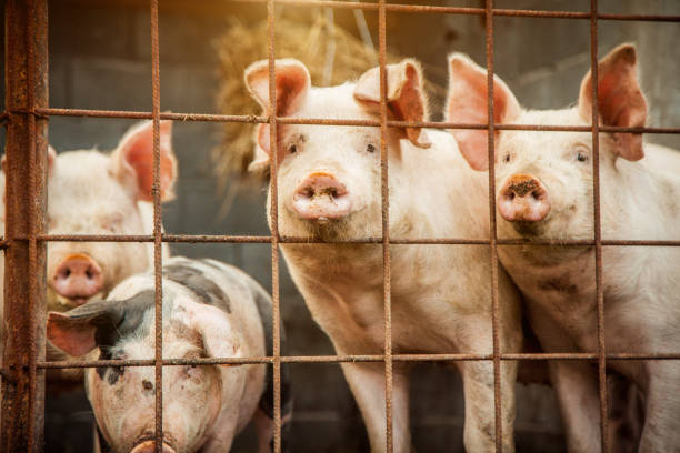 istock Portrait of Pigs 1311335120