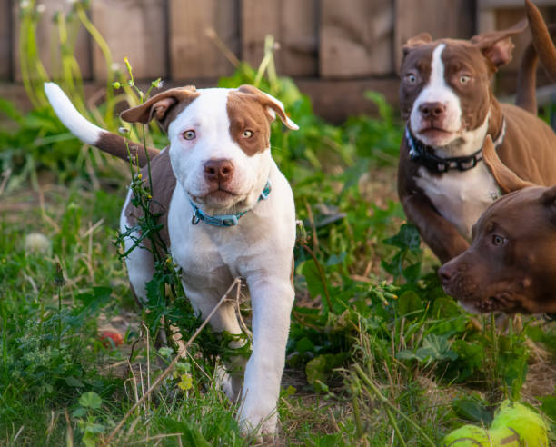 Pit bull puppies Cute American pit bull puppies outdoor. american pit bull terrier stock pictures, royalty-free photos & images