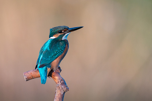 Common Kingfisher, Alcedo atthis, sitting on a branch.