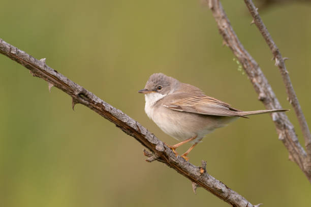 istock Whitethroat Sylvia communis in the wild nature 1311336098