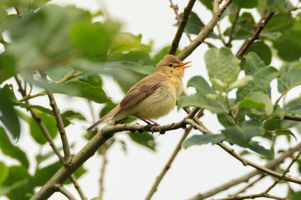 currruga melodiosa en hábitat - melodious warbler fotografías e imágenes de stock