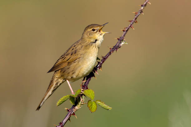 istock Grasshopper Warbler In Habitat 1311336299