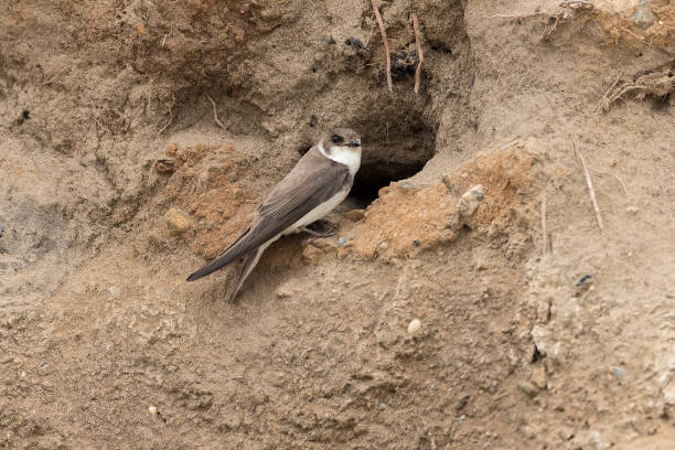Sand Martin In Habitat