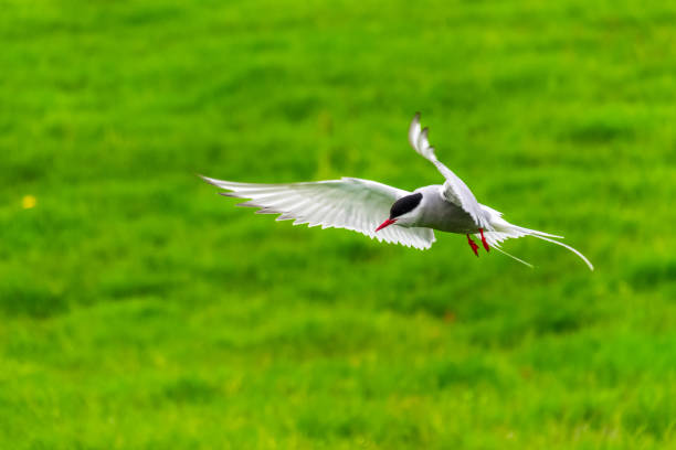 arctic tern flying over the nest during summer season in Iceland