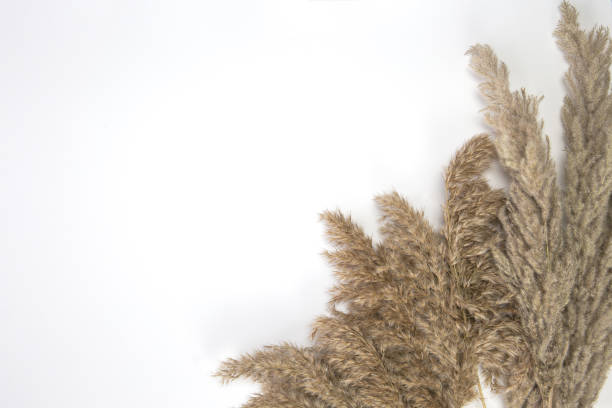 istock Pampas grass in natural colors isolated on white background with copy space, Flat lay Set of dry flowers retro modern design framed background 1311337067