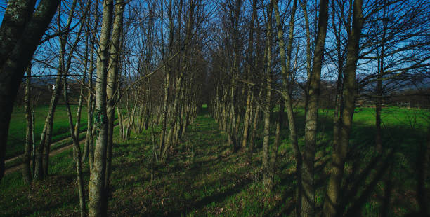 istock corridor of trees in a row. countryside view 1311337068